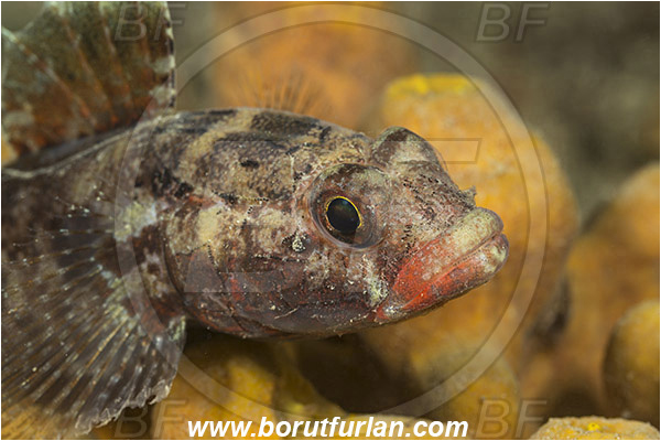 Piran, Slovenia, Adriatic sea, Mediterranean sea, Gobius cruentatus, Gobius, Gobiidae, Red-mouthed goby, Goby, Fish, Portrait