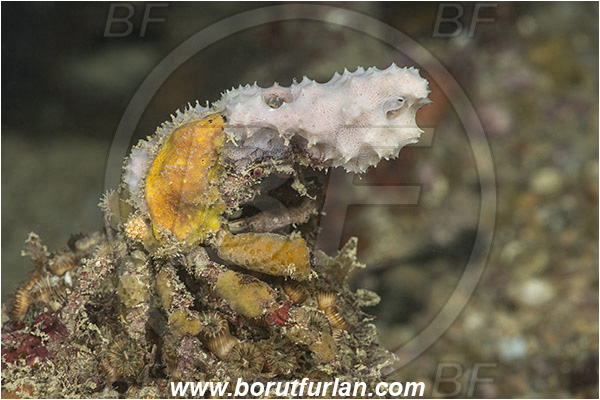 Piran, Slovenia, Adriatic sea, Mediterranean sea, Maja crispata, Maja, Majidae, Decapoda, Crustacea, Crustacean, Little European Spider Crab, Crab, Camouflage