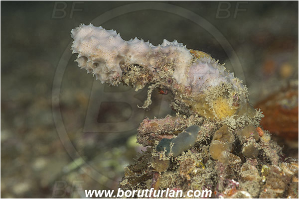 Piran, Slovenia, Adriatic sea, Mediterranean sea, Maja crispata, Maja, Majidae, Decapoda, Crustacea, Crustacean, Little European Spider Crab, Crab, Camouflage