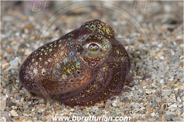 Piran, Slovenia, Adriatic sea, Mediterranean sea, Sepiola sp., Sepiola, Sepiolidae, Sepiola cuttlefish, Cuttlefish, Cephalopoda, Mollusca, Mollusc