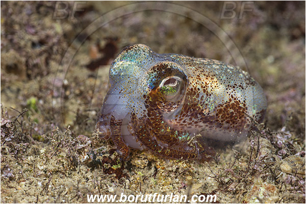 Piran, Slovenia, Adriatic sea, Mediterranean sea, Sepiola sp., Sepiola, Sepiolidae, Sepiola cuttlefish, Cuttlefish, Cephalopoda, Mollusca, Mollusc