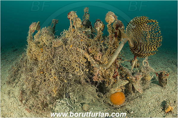 Piran, Slovenia, Adriatic sea, Mediterranean sea, Discarded fishing net, Fishing net, Worm, Sabella spallanzanii, Sabella, Sabellidae, Mediterranean fanworm, Polychaeta