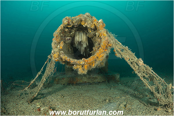 Piran, Slovenia, Adriatic sea, Mediterranean sea, Reef, Sewer system, Sewer pipe, Discarded fishing net, Fishing net, Squid eggs, Eggs, Squid, Cephalopoda, Mollusca, Mollusc