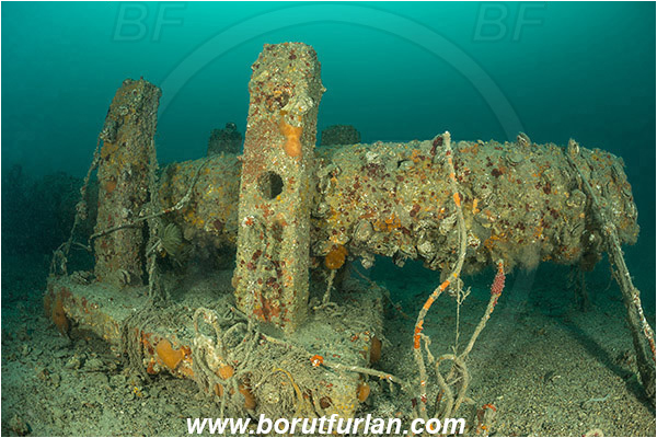 Piran, Slovenia, Adriatic sea, Mediterranean sea, Reef, Sewer system, Sewer pipe, Discarded fishing net, Fishing net