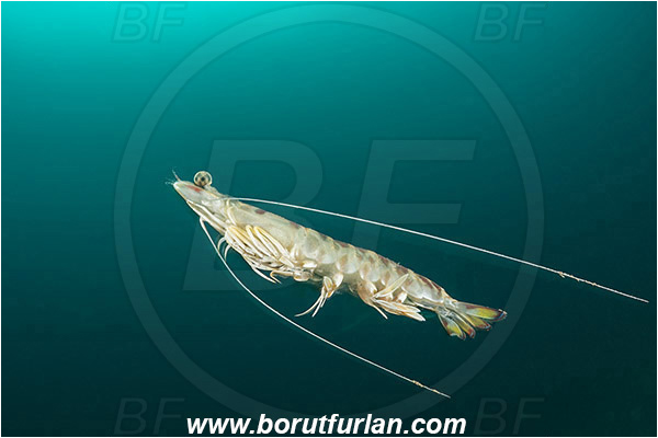 Piran, Slovenia, Adriatic sea, Mediterranean sea, Penaeus kerathurus, Penaeus, Penaeidae, Decapoda, Caramote prawn, Striped prawn, Prawn, Shrimp, Crustacea, Crustacean, Swimming