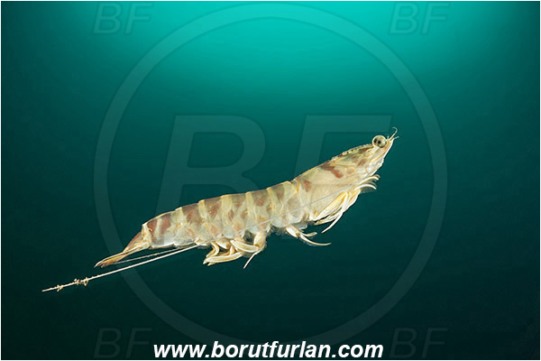 Piran, Slovenia, Adriatic sea, Mediterranean sea, Penaeus kerathurus, Penaeus, Penaeidae, Decapoda, Caramote prawn, Striped prawn, Prawn, Shrimp, Crustacea, Crustacean, Swimming