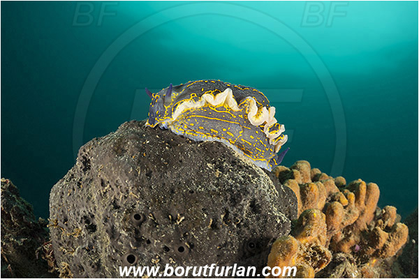 Piran, Slovenia, Adriatic sea, Mediterranean sea, Felimare picta, Felimare, Chromodorididae, Painted dorid, Nudibranch, Sea slug, Gastropoda, Mollusca, Reef, Sponge, Porifera