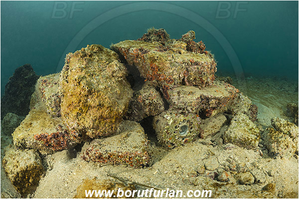 Piran, Slovenia, Adriatic sea, Mediterranean sea, Reef, Underwater camera