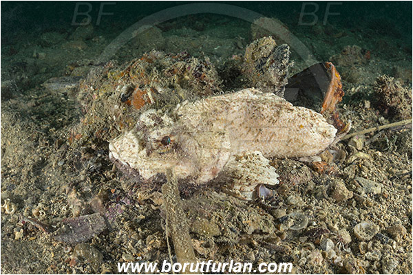 Piran, Slovenia, Adriatic sea, Mediterranean sea, Scorpaena scrofa, Scorpaena, Scorpaenidae, Great red scorpionfish, Scorpionfish, Fish, White variant