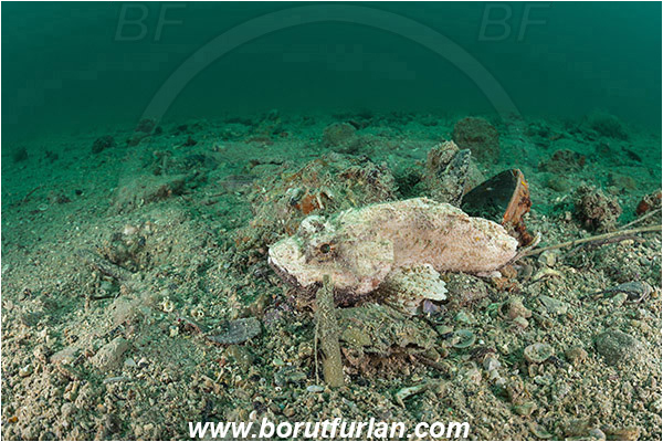 Piran, Slovenia, Adriatic sea, Mediterranean sea, Scorpaena scrofa, Scorpaena, Scorpaenidae, Great red scorpionfish, Scorpionfish, Fish, White variant, Sand