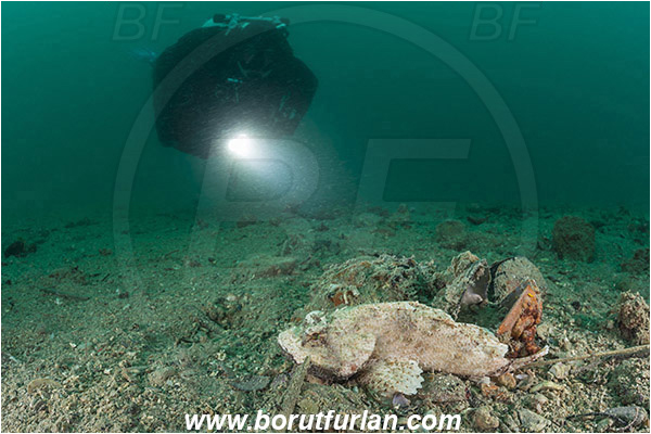 Piran, Slovenia, Adriatic sea, Mediterranean sea, Scorpaena scrofa, Scorpaena, Scorpaenidae, Great red scorpionfish, Scorpionfish, Fish, White variant, Sand, Diver