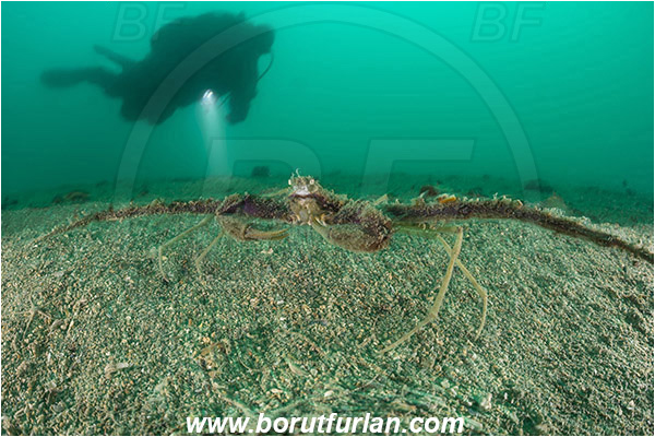 Piran, Slovenia, Adriatic sea, Mediterranean sea, Inachus dorsettensis, Inachus, Inachidae, Decapoda, Crustacea, Crustacean, Scorpion spider crab, Crab, Sand, Diver