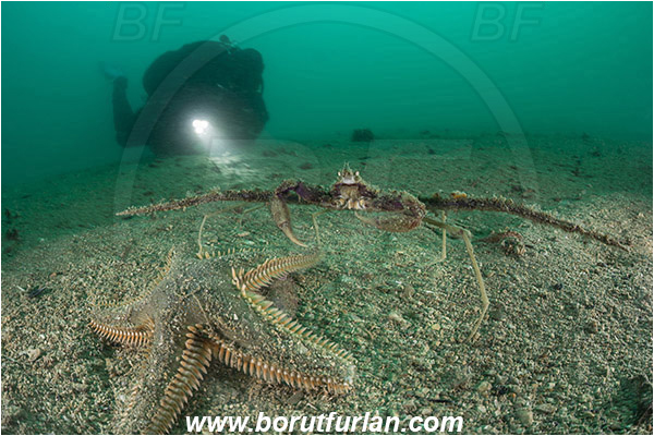 Piran, Slovenia, Adriatic sea, Mediterranean sea, Inachus dorsettensis, Inachus, Inachidae, Decapoda, Crustacea, Crustacean, Scorpion spider crab, Crab, Sand, Diver, Astropecten spinulosus, Astropecten, Astropectinidae, Slender starfish, Strafish, Asteroidea, Echinodermata, Echinoderm