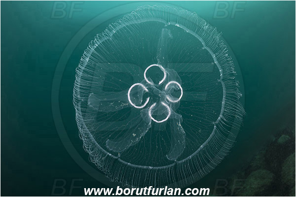 Piran, Slovenia, Adriatic sea, Mediterranean sea, Aurelia aurita, Aurelia, Ulmaridae, Scyphozoa, Cnidaria, Cnidarian, Moon jellyfish, Jellyfish