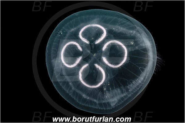 Piran, Slovenia, Adriatic sea, Mediterranean sea, Aurelia aurita, Aurelia, Ulmaridae, Scyphozoa, Cnidaria, Cnidarian, Moon jellyfish, Jellyfish