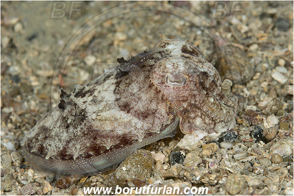 Piran, Slovenia, Adriatic sea, Mediterranean sea, Sepia elegans, Sepia, Sepiidae, Elegant cuttlefish, Cuttlefish, Cephalopoda, Mollusca, Mollusc