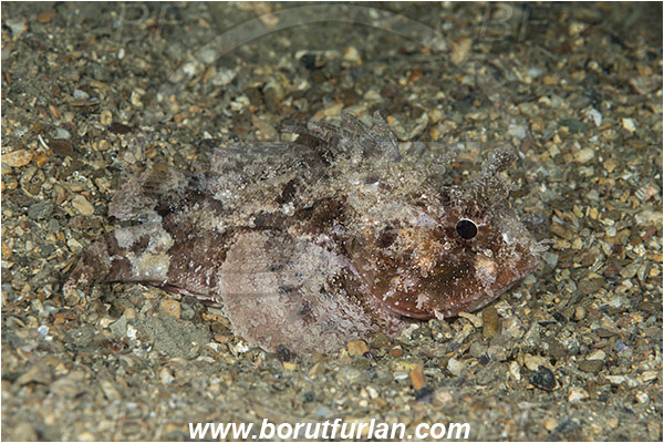 Piran, Slovenia, Adriatic sea, Mediterranean sea, Scorpaena porcus, Scorpaena, Scorpaenidae, Brown scorpionfish, Scorpionfish, Fish