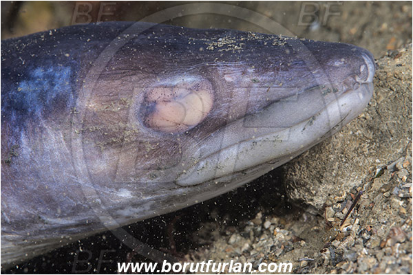 Piran, Slovenia, Adriatic sea, Mediterranean sea, Conger conger, Conger, Congridae, European conger, Fish, Portrait, Blind, Blind fish