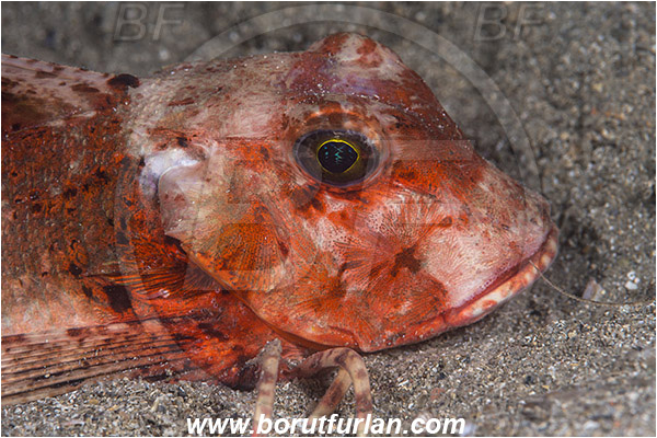 Piran, Slovenia, Adriatic sea, Mediterranean sea, Chelidonichthys lastoviza, Chelidonichthys, Triglidae, Streaked gurnard, Gurnard, Fish, Portrait