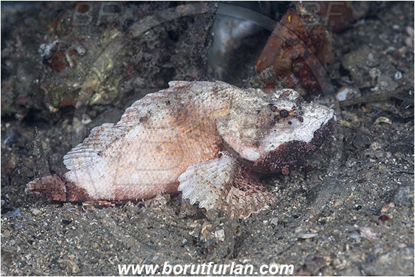 Piran, Slovenia, Adriatic sea, Mediterranean sea, Scorpaena scrofa, Scorpaena, Scorpaenidae, Great red scorpionfish, Scorpionfish, Fish, White variant