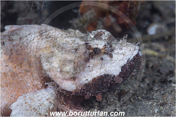 Piran, Slovenia, Adriatic sea, Mediterranean sea, Scorpaena scrofa, Scorpaena, Scorpaenidae, Great red scorpionfish, Scorpionfish, Fish, White variant, Portrait
