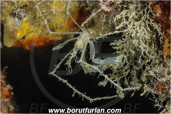 Piran, Slovenia, Adriatic sea, Mediterranean sea, Macropodia longirostris, Macropodia, Inachidae, Decapoda, Crustacea, Crustacean, Spider Crab, Crab