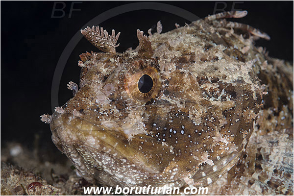 Piran, Slovenia, Adriatic sea, Mediterranean sea, Scorpaena porcus, Scorpaena, Scorpaenidae, Brown scorpionfish, Scorpionfish, Fish, Portrait