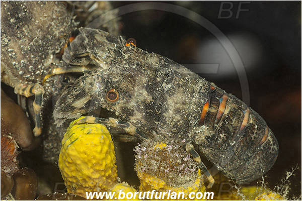 Piran, Slovenia, Adriatic sea, Mediterranean sea, Scyllarus arctus, Scyllarus, Scyllaridae, Decapoda, Small European slipper lobster, Slipper lobster, Lobster, Crustacea, Crustacean