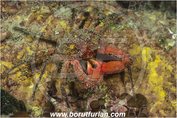 Piran, Slovenia, Adriatic sea, Mediterranean sea, Herbstia condyliata, Herbstia, Epialtidae, Decapoda, Crustacea, Crustacean, Spiny Majoid Spider Crab, Crab