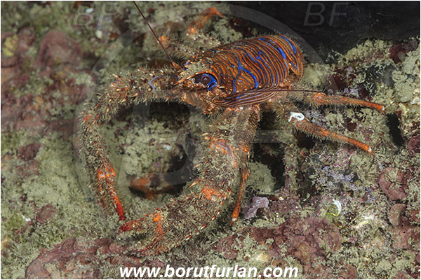 Piran, Slovenia, Adriatic sea, Mediterranean sea, Galathea strigosa, Galathea, Galatheidae, Decapoda, Blue striped squat lobster, Squat lobster, Crustacea, Crustacean