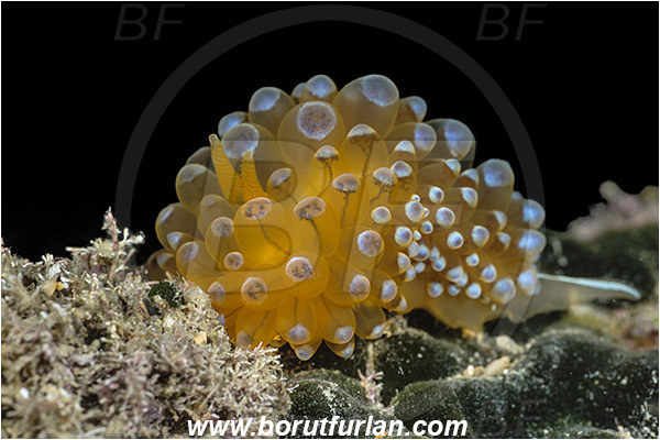 Piran, Slovenia, Adriatic sea, Mediterranean sea, Antiopella cristata, Antiopella, Janolidae, Crested aeolis, Nudibranch, Sea slug, Gastropoda, Mollusca