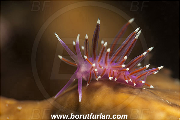 Piran, Slovenia, Adriatic sea, Mediterranean sea, Edmundsella pedata, Edmundsella, Flabellinidae, Violet Flabellina, Nudibranch, Sea slug, Gastropoda, Mollusca