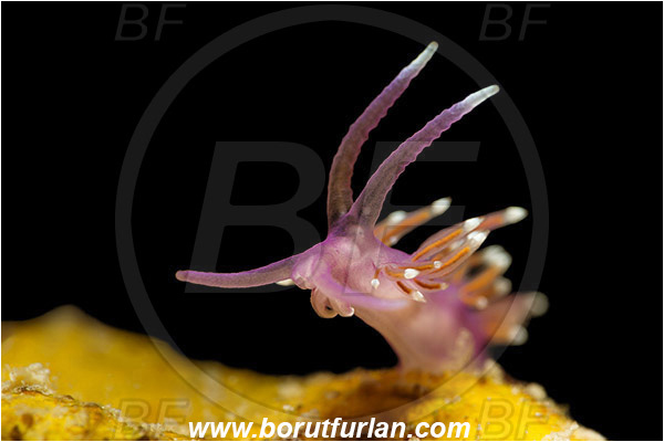 Piran, Slovenia, Adriatic sea, Mediterranean sea, Edmundsella pedata, Edmundsella, Flabellinidae, Violet Flabellina, Nudibranch, Sea slug, Gastropoda, Mollusca, Night