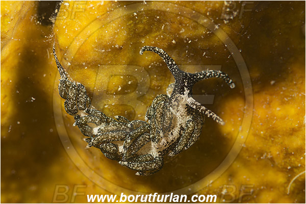 Piran, Slovenia, Adriatic sea, Mediterranean sea, Facelina fusca, Facelina, Facelinidae, Facelina nudibranch, Nudibranch, Sea slug, Gastropoda, Mollusca