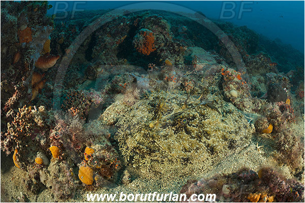 Brioni islands, Pula, Istria, Croatia, Adriatic sea, Mediterranean sea, Lophius piscatorius, Lophius, Lophiidae, Angler, Monkfish, Angler fish, Fish, Reef