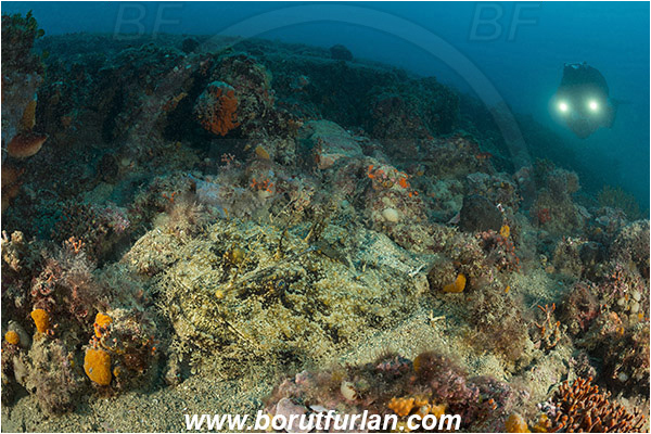 Brioni islands, Pula, Istria, Croatia, Adriatic sea, Mediterranean sea, Lophius piscatorius, Lophius, Lophiidae, Angler, Monkfish, Angler fish, Fish, Reef, Diver, Underwater videographer