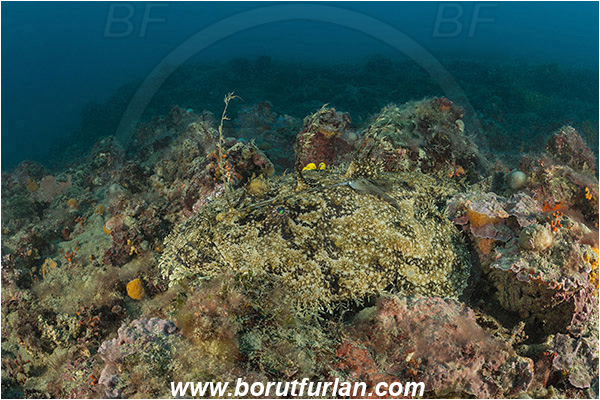 Brioni islands, Pula, Istria, Croatia, Adriatic sea, Mediterranean sea, Lophius piscatorius, Lophius, Lophiidae, Angler, Monkfish, Angler fish, Fish, Reef