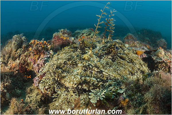 Brioni islands, Pula, Istria, Croatia, Adriatic sea, Mediterranean sea, Lophius piscatorius, Lophius, Lophiidae, Angler, Monkfish, Angler fish, Fish, Reef
