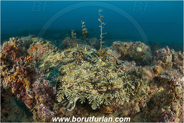 Brioni islands, Pula, Istria, Croatia, Adriatic sea, Mediterranean sea, Lophius piscatorius, Lophius, Lophiidae, Angler, Monkfish, Angler fish, Fish, Reef