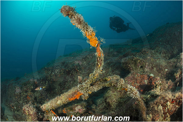 Brioni islands, Pula, Istria, Croatia, Adriatic sea, Mediterranean sea, Reef, Old anchor, Anchor, Diver