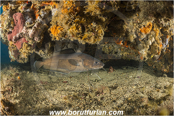 Brioni islands, Pula, Istria, Croatia, Adriatic sea, Mediterranean sea, Reef, Phycis phycis, Phycis, Phycidae, Forkbeard, Fish