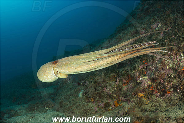 Brioni islands, Pula, Istria, Croatia, Adriatic sea, Mediterranean sea, Reef, Octopus vulgaris, Octopus, Octopodidae, Common octopus, Cephalopoda, Mollusca, Mollusc, Swimming