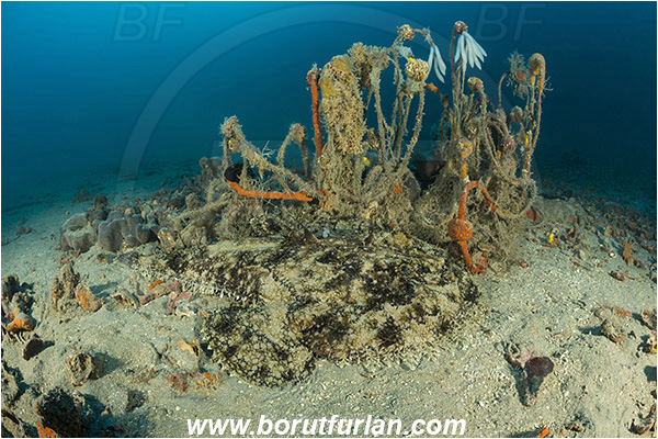Pula, Istria, Croatia, Adriatic sea, Mediterranean sea, Discarded fishing net, Fishing net, Lophius piscatorius, Lophius, Lophiidae, Angler, Monkfish, Angler fish, Fish, Reef