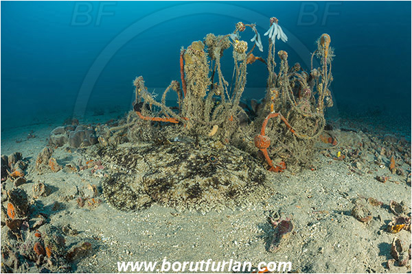 Pula, Istria, Croatia, Adriatic sea, Mediterranean sea, Discarded fishing net, Fishing net, Lophius piscatorius, Lophius, Lophiidae, Angler, Monkfish, Angler fish, Fish, Reef