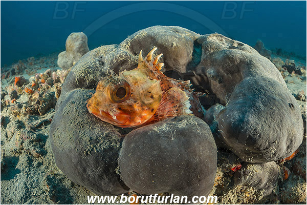 Pula, Istria, Croatia, Adriatic sea, Mediterranean sea, Scorpaena notata, Scorpaena, Scorpaenidae, Small red scorpionfish, Scorpionfish, Fish, Reef
