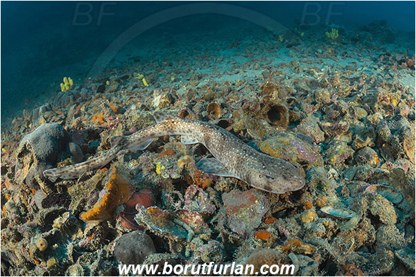 Pula, Istria, Croatia, Adriatic sea, Mediterranean sea, Scyliorhinus canicula, Scyliorhinus, Scyliorhinidae, Elasmobranchii, Small-spotted catshark, Catshark, Shark, Fish, Reef