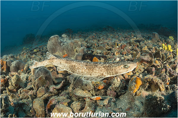 Pula, Istria, Croatia, Adriatic sea, Mediterranean sea, Scyliorhinus canicula, Scyliorhinus, Scyliorhinidae, Elasmobranchii, Small-spotted catshark, Catshark, Shark, Fish, Reef