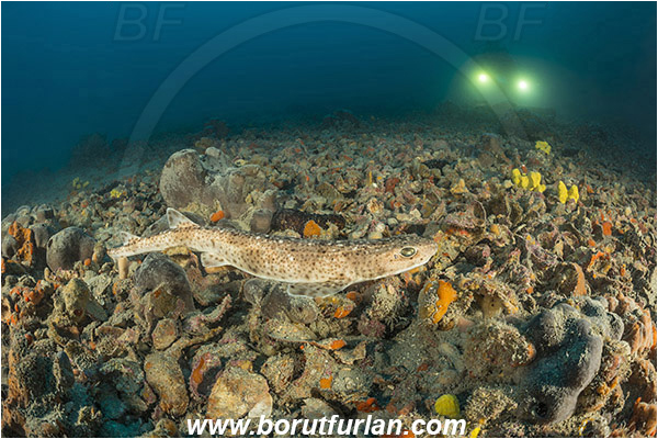 Pula, Istria, Croatia, Adriatic sea, Mediterranean sea, Scyliorhinus canicula, Scyliorhinus, Scyliorhinidae, Elasmobranchii, Small-spotted catshark, Catshark, Shark, Fish, Reef, Diver, Underwater videographer