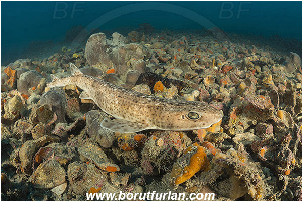 Pula, Istria, Croatia, Adriatic sea, Mediterranean sea, Scyliorhinus canicula, Scyliorhinus, Scyliorhinidae, Elasmobranchii, Small-spotted catshark, Catshark, Shark, Fish, Reef