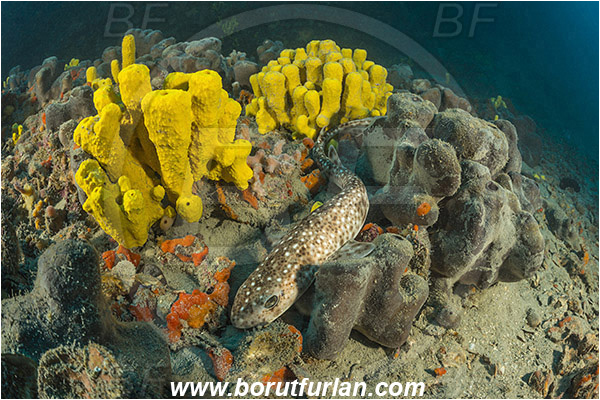 Pula, Istria, Croatia, Adriatic sea, Mediterranean sea, Scyliorhinus canicula, Scyliorhinus, Scyliorhinidae, Elasmobranchii, Small-spotted catshark, Catshark, Shark, Fish, Reef